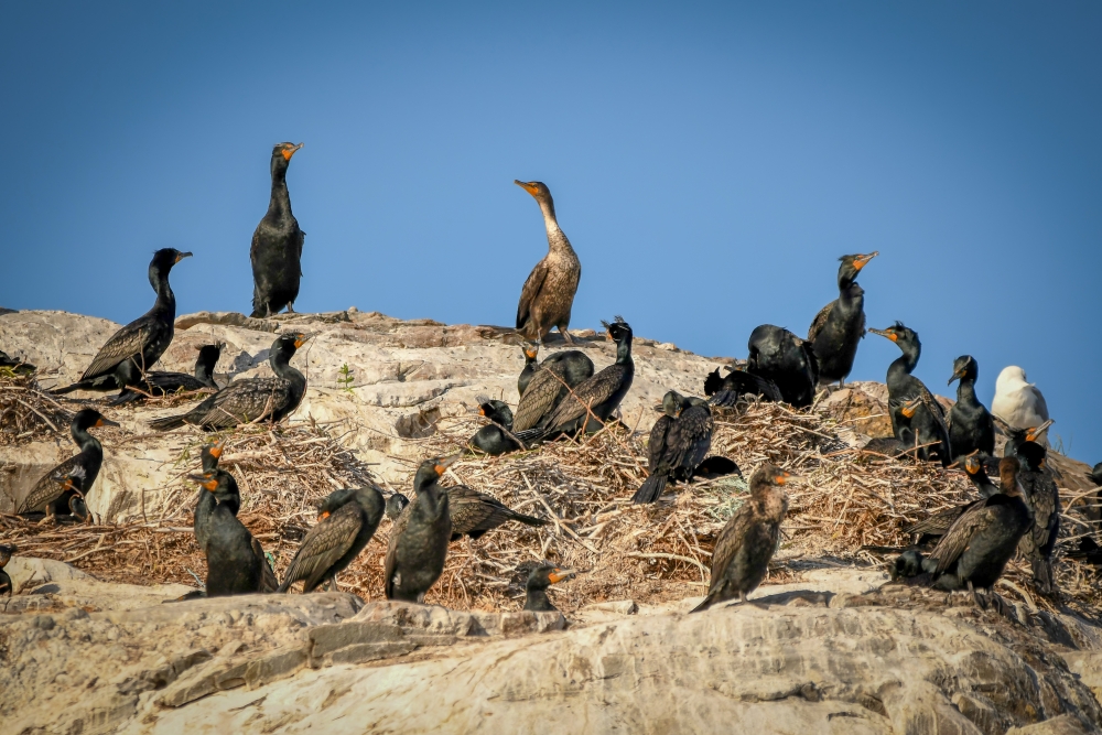 Cormorants standing on rock during the day with blue sky image